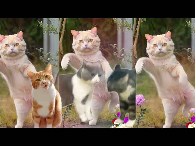 😻Cat videos funny dance 💃😃Videos for catsv#funnycats #dancingcat #catlovers @catsflix