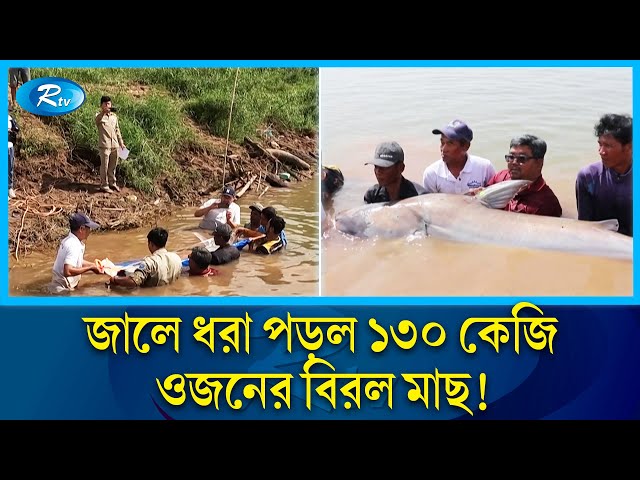 জেলেদের জালে ধরা পড়ল মানুষের চেয়ে বিশালাকৃতি বিরল মাছ | Catfish | Rtv News