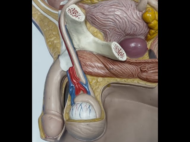 ANATOMIE FMPM  TESTICULES ET VOIES SPERMATIQUES