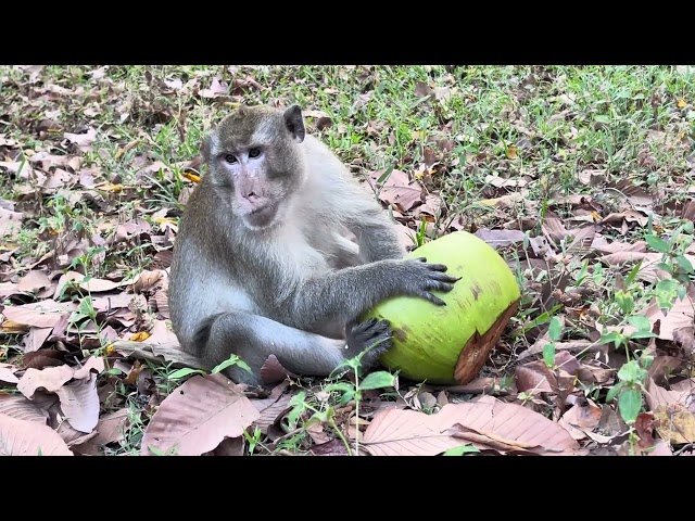 Big Monkey Stolen Coconut From People to Eat