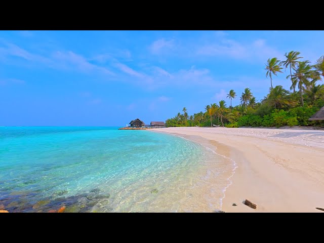 🏝 Scenic Beach View: Island Relaxation From Maldives