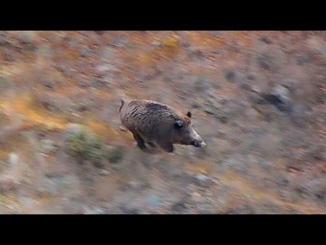 İç Anadolu Muhteşem Domuz Avı / Magnificent Wild Boar Hunt in Central Anatolia