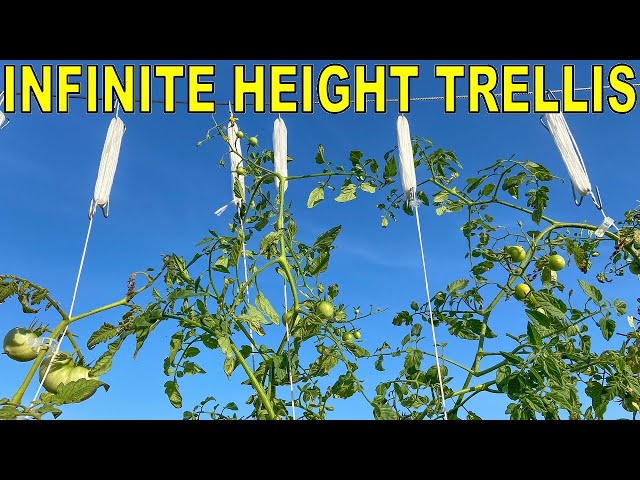 How To GROW TOMATOES To An Unlimited Height In High Winds!