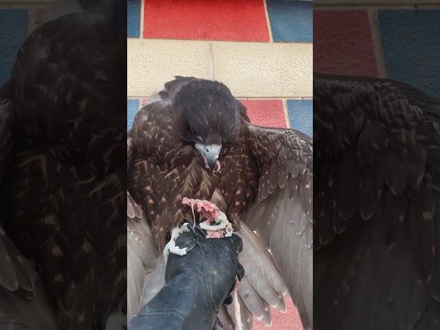 Bird falcon eating fast 😱 #explore #birds #birdsofprey #cuteanimals #cute #wildbirdlife #animal