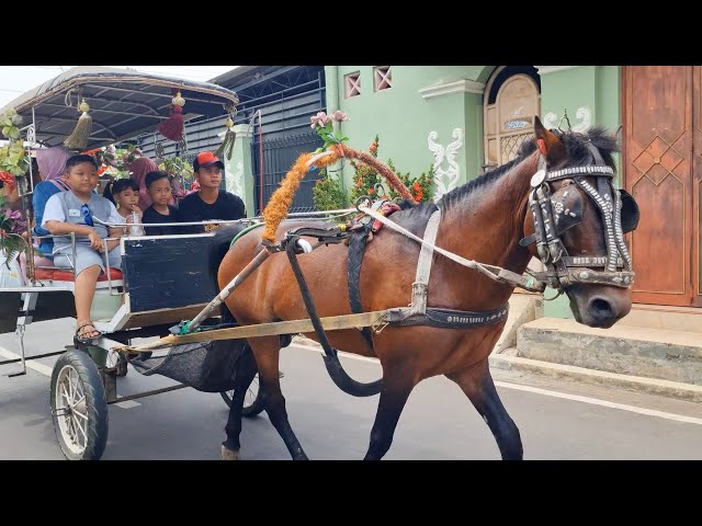 ASIKNYA NAIK KUDA🦄❗ - NAIK DELMAN | LAGU NAIK DELMAN ISTIMEWA KUDUDUK DIMUKA - kuda delman indonesia