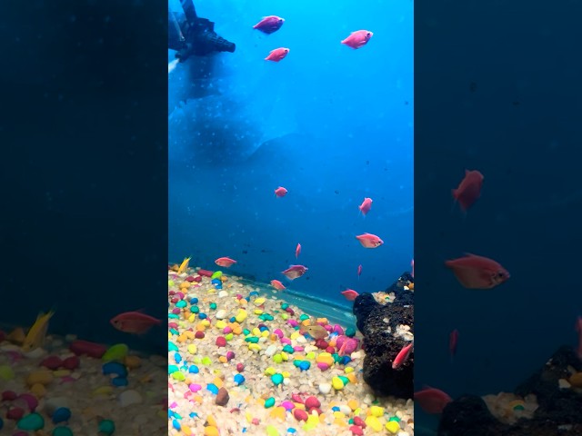 Aquarium Fish