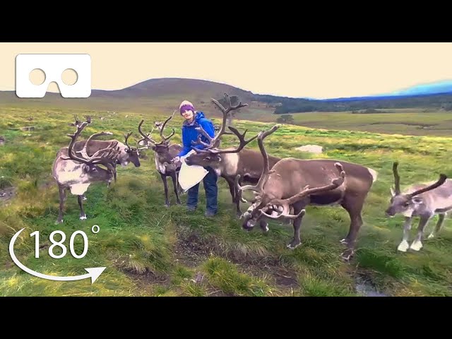 This Sanctuary Wants To Rewild Reindeer in Scotland | VR 180 | BBC Earth