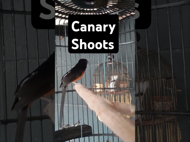 Canary Copy Paste #masteranmuraibatufullisian #magpierobin #birds   #masteranburung  #murai