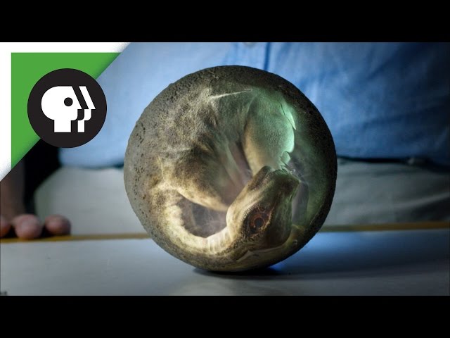 Look Inside a Dinosaur Egg