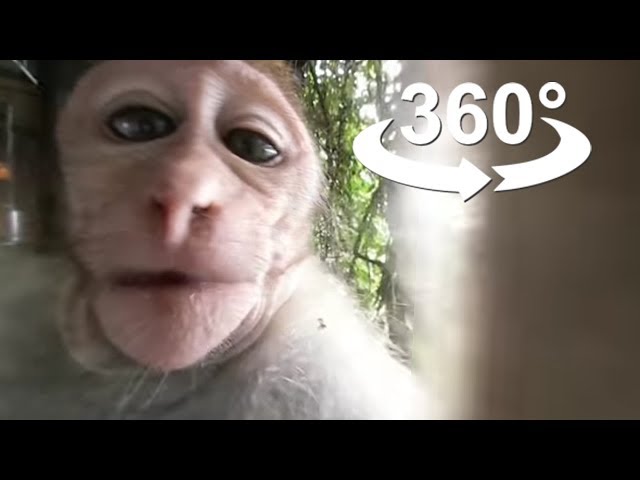 Wild Monkey, FUN,  VR 360 video