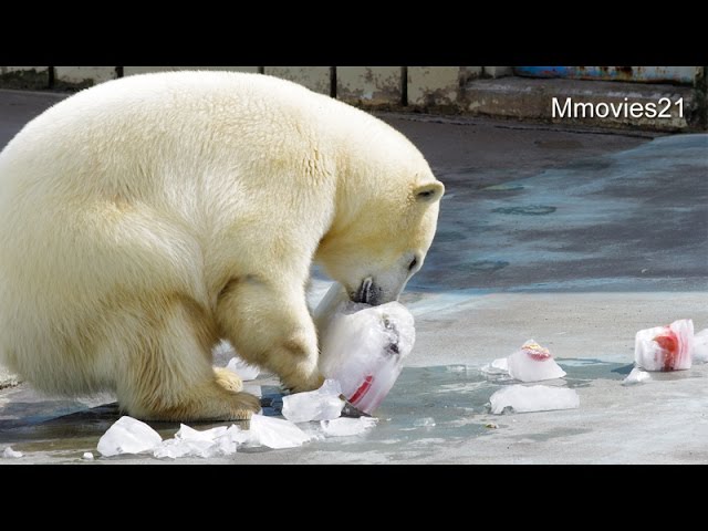 ホッキョクグマ　ミルクへ氷プレゼント(釧路市動物園)~Polar Bear & ice