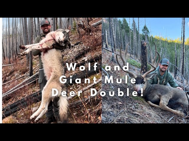 Wolf & Mule Deer Double! Hunting Idaho 2024