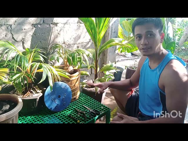 How to Rosecut a Coco Bonsai?