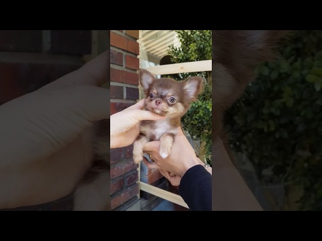 The cutest Chihuahua in the world - Teacup puppies KimsKennelUS