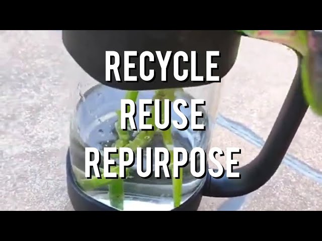 🍃💚RECYCLE. 🌏REUSE. REPURPOSE. My 2022 Projects. How I reused containers. 💚🌱🌿#recycle #gardening