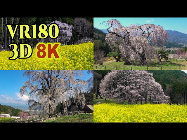 [ 8K 3D VR180 にはめ込んだ 昔の3D映像] 一本桜の銘木 - 長野県 Famous Old cherry tree in Nagano Prefecture , JAPAN