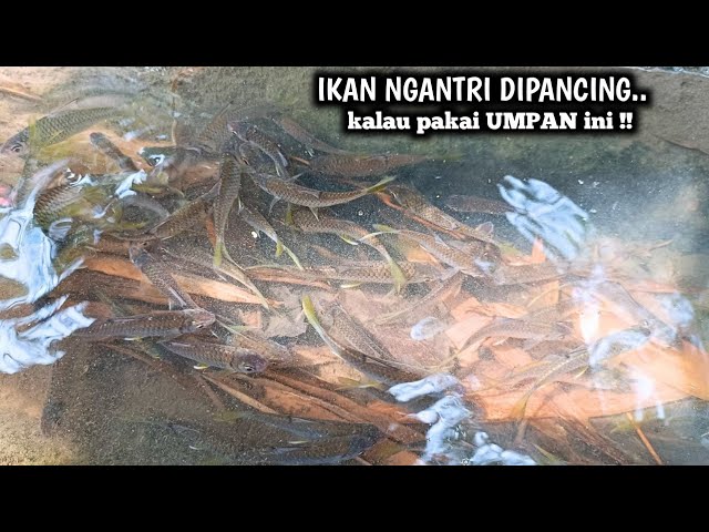 IKAN NGANTRI DIPANCING.. KALAU PAKAI UMPAN INI‼️