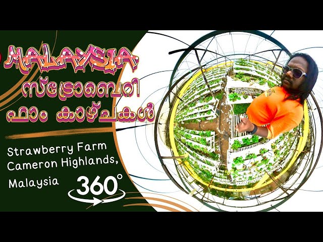 White and Red Strawberries Farms🍓 Cameron Highlands #MALAYSIA #VR #360