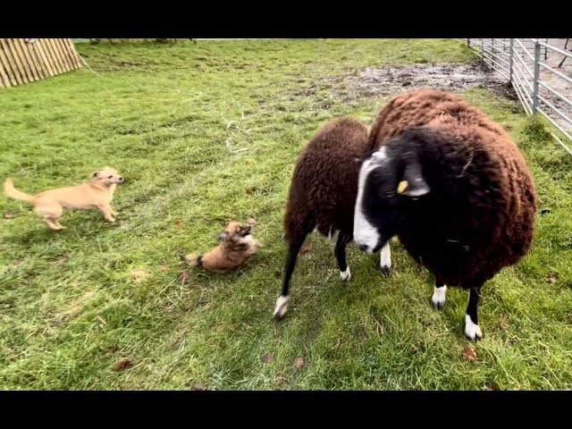 Java learns to be a miniature version of a New Zealand Huntaway sheepdog