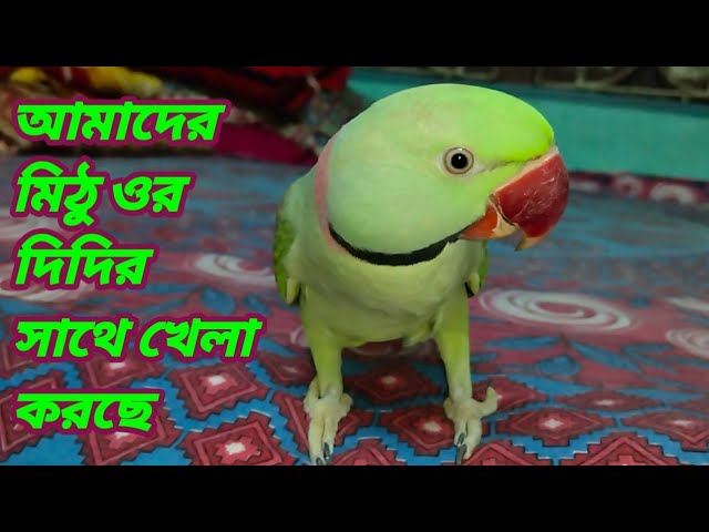 Parrot Tarun 🦜😲আমাদের মিঠু ওর তিথি দিদির সাথে খেলা করতে 😘🦜