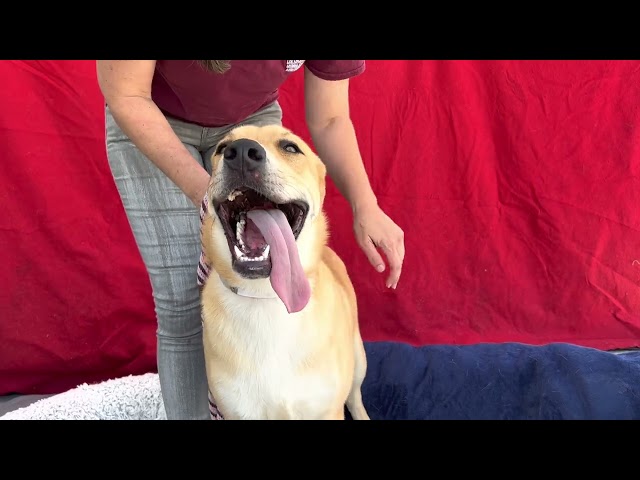 Sol A5497309   1 yr old lab mix