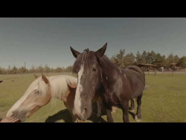 Standing with Horses