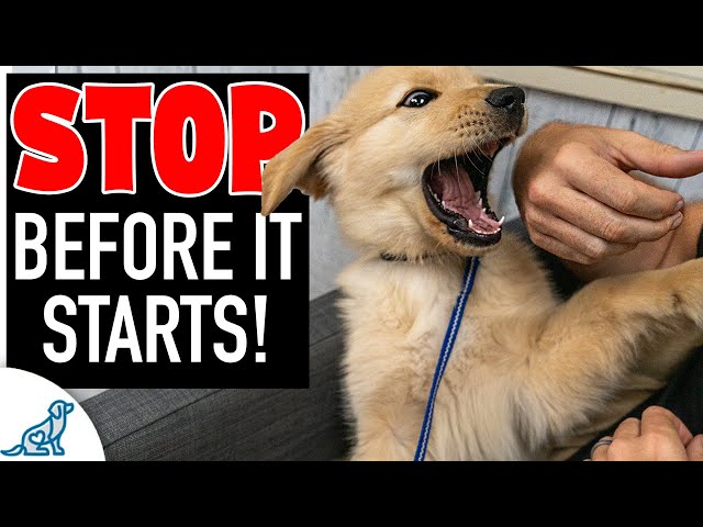 The Missing Piece In Your Puppy Biting Training