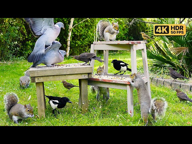 [NO ADS] Cat TV for Cats to Watch 🕊 Squirrels & Birds Squabble Over Food 😹 Videos for Cats ~ 4K HDR