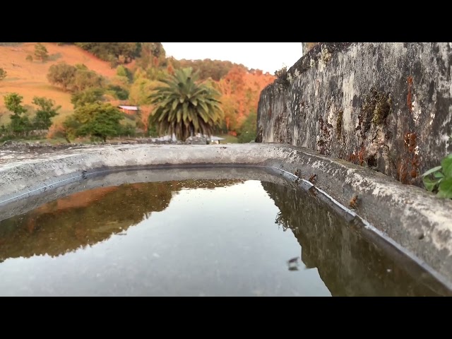 Bees Drinking Water | A Fascinating Close-Up View