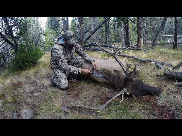 SOLO HNTR 10.4 "ARCHERY ELK" Bowhunting bull elk with Remi Warren