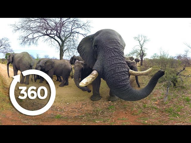 Elephants on the Brink | Racing Extinction (360 Video)