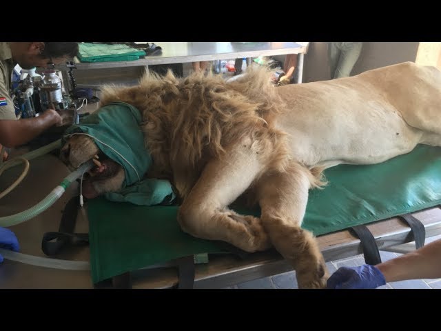 360 Video: Up Close & Personal With Lions TEETH | The Lion Whisperer