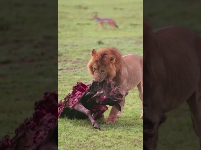 🦁⚔️ Así Comienza la Épica Pelea entre el León y el Búfalo | ¡Batalla por la Supervivencia! 🦬🔥