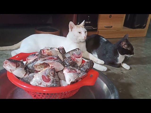 wow!cat security cutting fish /Cat Funny Videos nice video