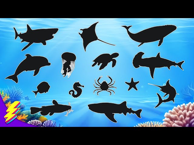 Devine les ANIMAUX de la MER avec leur OMBRE 🐳🦈🐠 Quiz Animaux pour Enfants