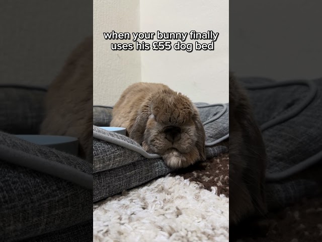 spoilt boy #subscribe #shorts #fyp #bunny #funny  #animals #cute #aesthetic