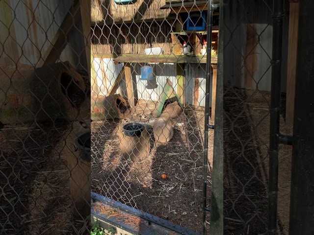 Want to See CUTE Bobcat Antics? Watch This Now!