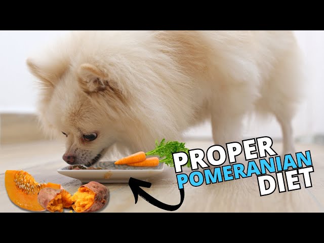 What is the Best Diet for a Pomeranian?