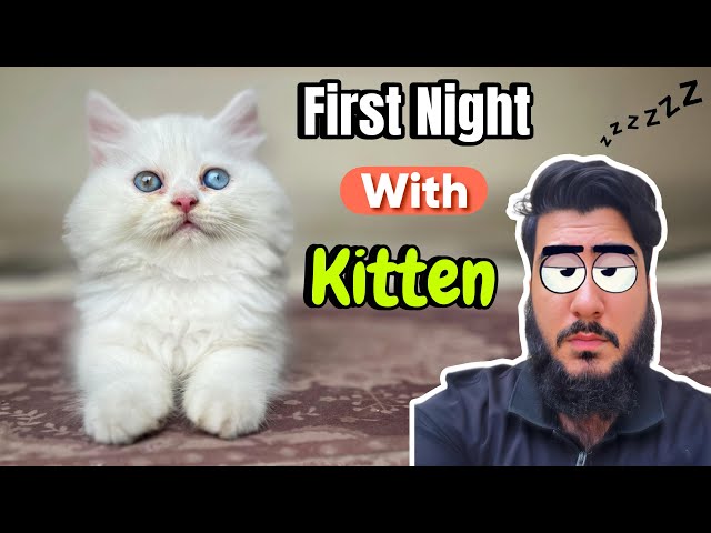 Tips for your Kitten’s first night at home | New kitten Settling tips