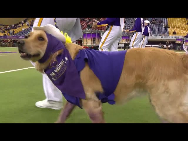 This is Iowa: Winnie the service dog is a star in the UNI marching band