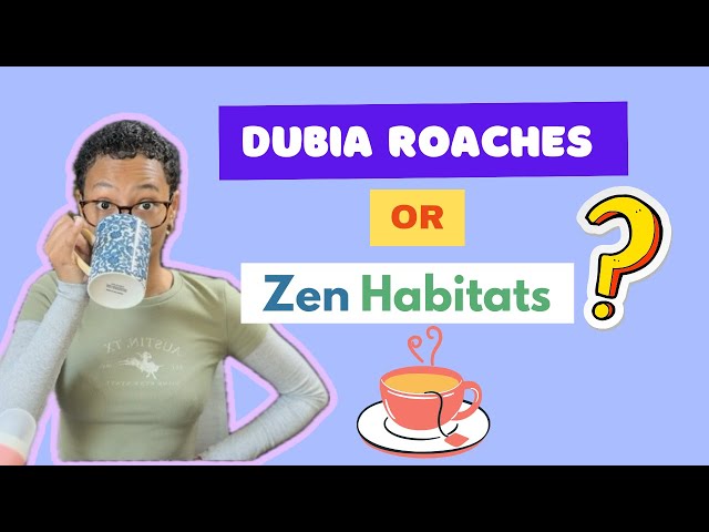 DUBIA ROACHES VS ZEN HABITATS 4x2x4 ENCLOSURES | WHICH IS BEST?