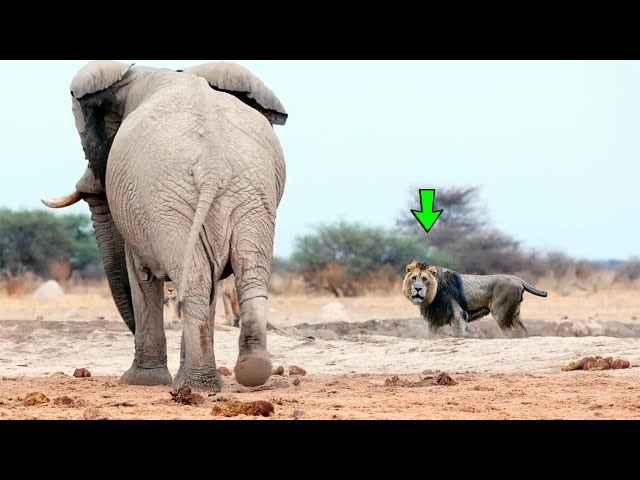 ELEPHANT MEETS DEATH WITHOUT KNOWING