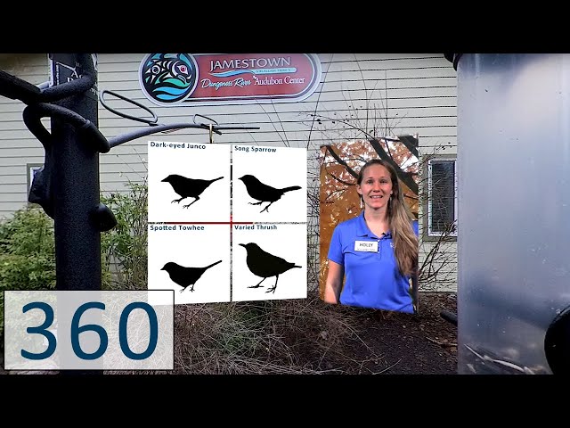 PacSci 360-Degree Pacific Northwest Winter Birds