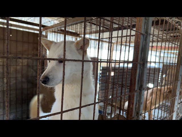 Rescuing Portobello from a dog meat farm in South Korea