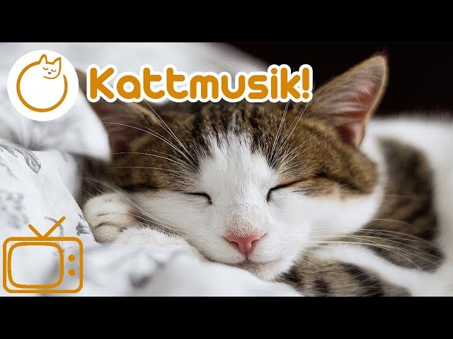 Cat TV: Relaxing TV For Cats With Calm Your Cat Music! Great Combination of TV and Music!