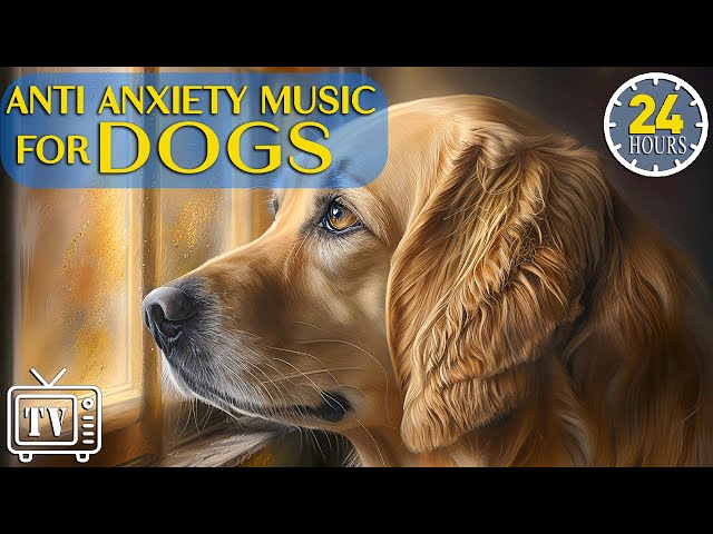 24 Hours of Anti Anxiety Music for Dogs 🐶 Cure Separation Anxiety with Dog Music & Sleep Music Dogs