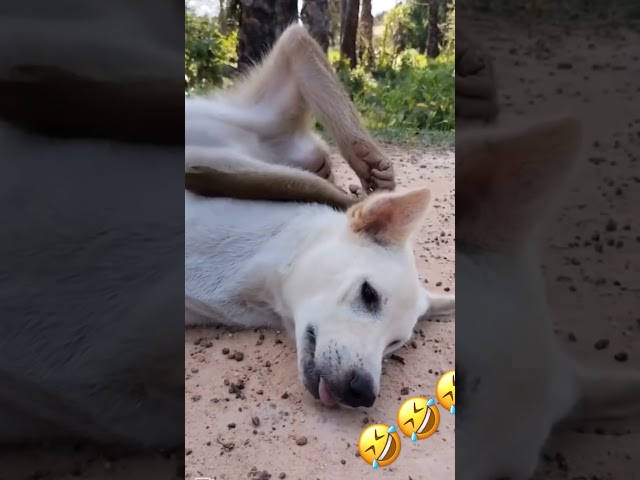 Relaxing Dog Nature Videos – Serenity and Cuteness Combined!