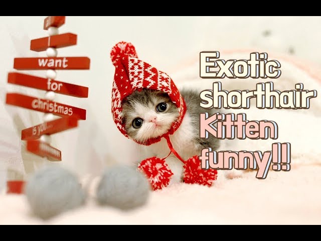 Kitten funny videos - Exotic shorthair cat funny video!