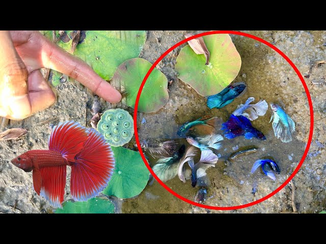 Exploring Wild Betta Fish Habitats – Amazing Betta Species Found betta from lotus lake