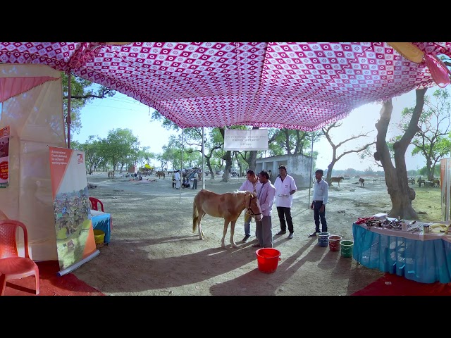 A 360 degree film on a mare's love for her owner.